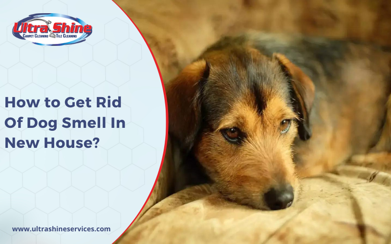 How to Get Rid Of Dog Smell In New House?