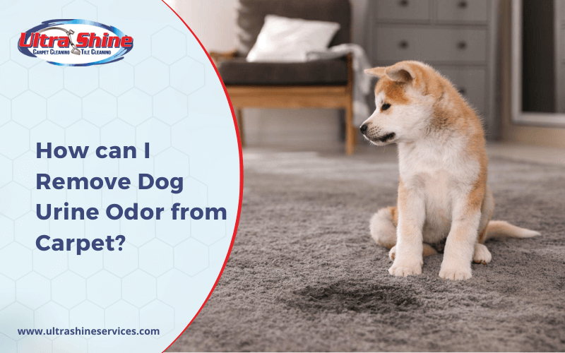 Remove Dog Urine Odor