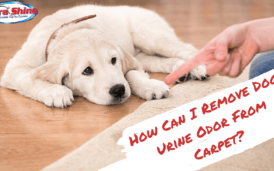 How Can I Remove Dog Urine Odor From Carpet?