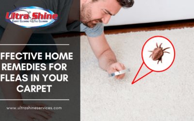 Effective Home Remedies For Fleas in Your Carpet