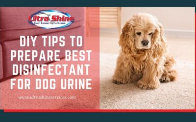DIY Tips To Prepare Best Disinfectant For Dog Urine