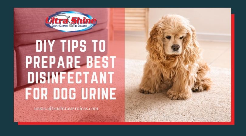 DIY Tips To Prepare Best Disinfectant For Dog Urine