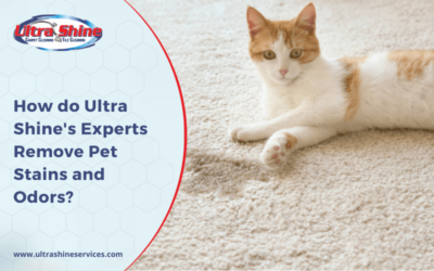 How do Ultra Shine’s Experts Remove Pet Stains and Odors?